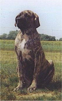 Front side view - A brindle Nebolish Mastiff puppy is sitting in a field of grass looking forward.
