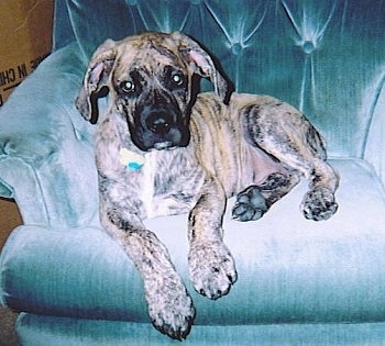 A brown brindle Nebolish Mastiff puppy is laying in an arm chair looking forward.