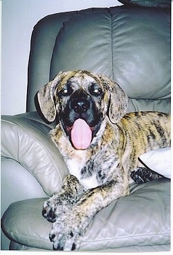 A brown brindle Nebolish Mastiff puppy is laying across a brown leather recliner and its mouth is open and tongue is out.