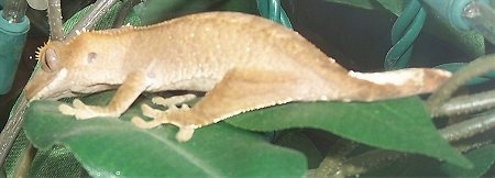Left Profile - A New Caledonian Crested Gecko is standing across a couple of leaves looking to the left.