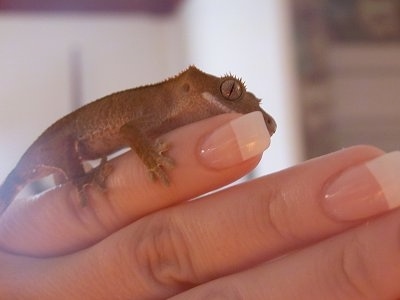 Right Profile - A New Caledonian Crested Gecko is standing across a persons finger.