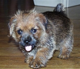 Front side view - A fuzzy looking, short-legged, black with red Norfolk Terrier puppy is walking down a hardwood floor, its mouth is open and its tongue is out.