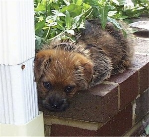 A black with tan Norfolk Terrier puppy is laying on a small brick wall with its head over the edge.