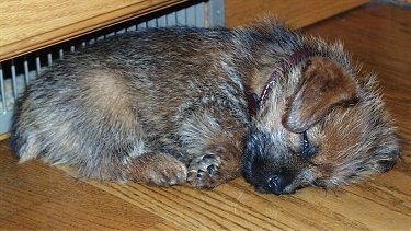 A fuzzy looking, black with ted Norfolk Terrier puppy is sleeping on a hardwood floor.