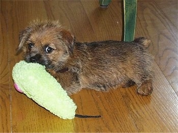 A fuzzy looking short legged, black with tan Norfolk Terrier puppy is standing on a hardwood floor with a green plush toy in its mouth