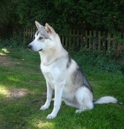 Side view - A white with black and tan Northern Inuit dog is sitting outside looking to the left.