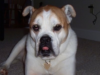 Olde English Bulldogge Dog Breed Pictures, 7
