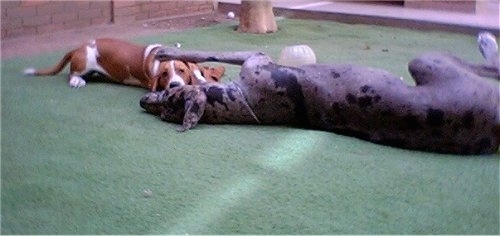 A Basset Hound and a Great Dane are laying on a green surface and pawing at each other. The larger dog has its huge paw on top of the smaller dogs head.