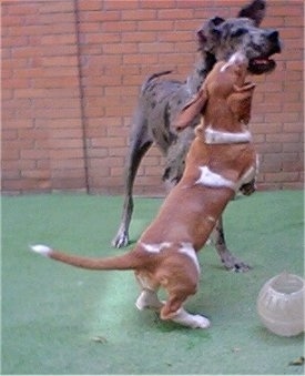 A brown with white Basset Hound is jumping up on its hind legs at a larger Great Dane dog. They are standing on a green concrete surface and behind it is a brick wall.