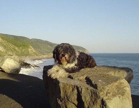 A black with white Polish Lowland Sheepdog is laying on a rock and it is looking forward. The Pacific Ocean is in the background.