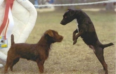 A chocolate Patterdale Terrier dog is standing in grass and in front of it is a black with white Patterdale Terrier. It looks like it is preparing to jump over the chocalate Patterdale Terrier. There is a white dog bed crate liner hanging up behind them.