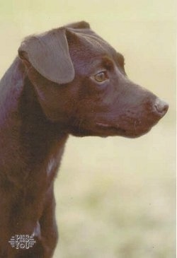 Close up side view head shot - The head of a chocolate Patterdale Terrier is standing in grass and it is looking to the right.