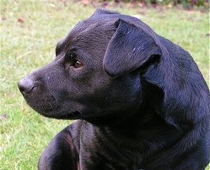 Close up front view upper body shot - A black Patterdale Terrier is sitting in grass with its head turned to the left.