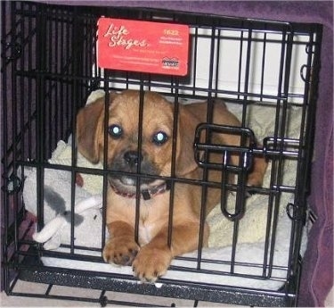 Front view - A brown with black and white Peagle puppy is laying in a closed black wire dog crate that is covered in a purple blanket  looking forward.