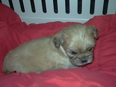 Close up side view - A tan Peke-A-Tese puppy is laying on a red pillow and it is looking down.