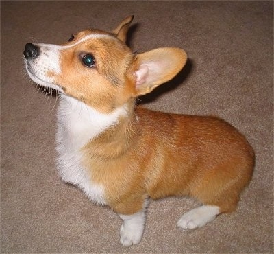 Close up side view - A tan with white Pembroke Welsh Corgi puppy is sitting on a tan carpet looking up and to the left.
