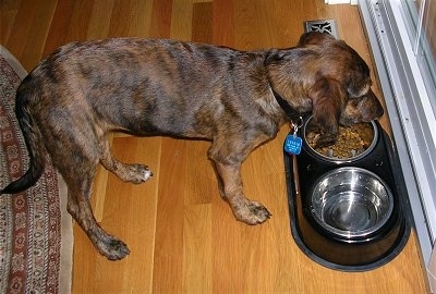 The right side of a brindle Plott Hound that is standing over a bowl of food on a hardwood floor. There is a glass door in front of it.