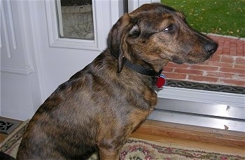 Side view - A brindle Plott Hound is sitting on a door mat and it is looking to the right.