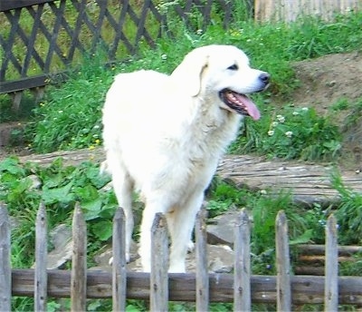 A white Polish Tatra Sheepdog is standing on a rock and it is looking to the right.