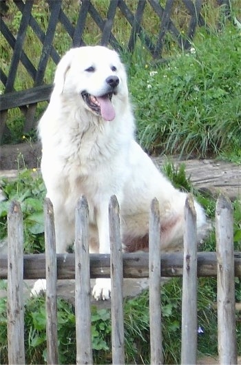 A white Polish Tatra Sheepdog is sitting on a rock that is surrounded by grass.