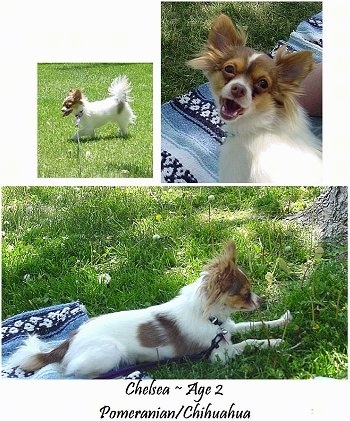 A series of pictures of a white with brown Pomchi running across a field, laying on a blanket and looking up and laying on grass under the shade of a tree. The words 'Chelsea Age 2 Pomeranian /Chihuahua' are overlayed.