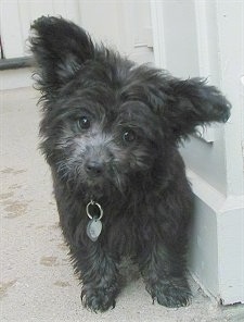 Close up - A black Pomapoo puppy is standing on a carpet next to a white wall. It is looking forward and its head is tilted to the right. Its ears are large and perked out to the sides and it looks like a muppet.