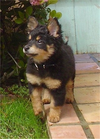 Front view - A small fluffy black and tan Pomapoo puppy is standing on a brick walkway and it is looking up and to the left.