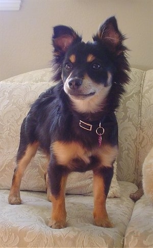 A black with tan Pomapoo is standing on a tan couch and it is looking to the left.