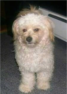 A wavy-coated, white Pomapoo is standing on a carpeted floor and it is looking to the left.