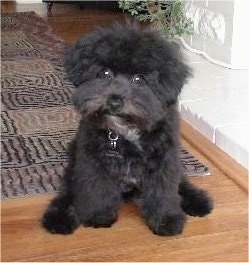 Front view - A fuzzy black Pomapoo is sitting on a hardwood floor and it is looking forward. Its head is slightly tilted to the right.