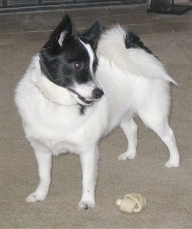 A white with black Pomchi is standing on a carpet and it is looking to the right. There is a dog bone next to it.