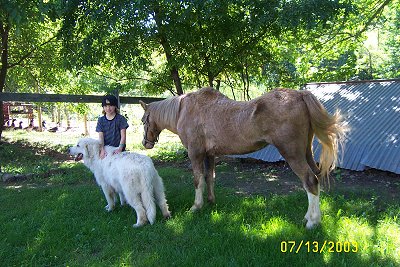 The backside of a tan with white pony. The Pony is looking down at a girl in a backwards hat. In front of the girl is a Great Pyrenees dog.