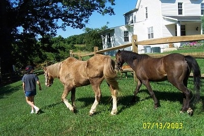 The backside of two Ponies that are being led on a walk through a yard by a girl in a backwards hat.
