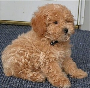 Side view - A tan Miniature Poodle puppy is sitting on a blue carpet in front of a door. The dog looks like a stuffed toy.