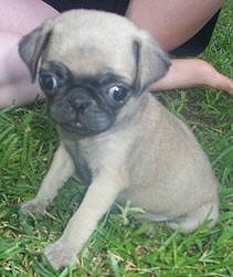 Close up - The left side of a tan with black Pug puppy is sitting in grass and it is looking down and forward. There is a person sitting behind it. It has large eyes.