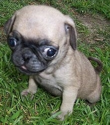 Close up - A tan with black Pug puppy is sitting in grass and it is looking down. It has a big head compared to its body and its eyes are buldging out of its head.