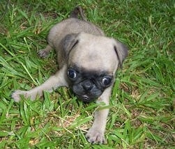 Close up front view - A tan with black Pug puppy is laying in grass and it is looking forward. It has a big head compared to its body and its eyes are buldging out of its head.