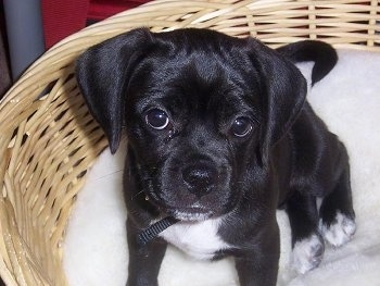 Close up front view - A black with white Puggle puppy is sitting in a wicker basket and it is looking up with its head slightly tilted to the right.