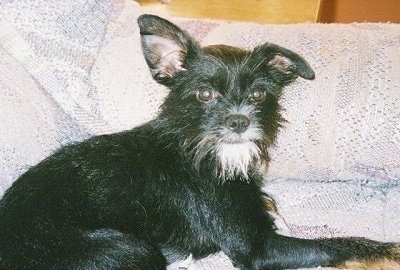 Close up side view - A scruffy looking black with white Rattle Griffon dog is laying across a white and gray couch looking at the camera. Its right ear is flopped down and its left ear is standing straight up. It is all black with a white beard and a small amount of white around its nose.