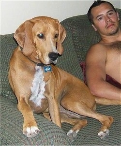 A tan with white Redbone Coonhound Mix is sitting in the corner of a green couch and next to it is a shirtless man.