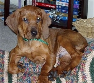 A Redbone Coonhound puppy is laying on a rug and it is looking forward. There is a wicker basket and a shelf of movie Tapes behind it.