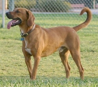 The left side of a Redbone Coonhound that is standing on grass and it is looking to the left. Its mouth is open and tongue is out and its long tail is curled into a circle.