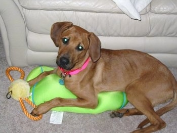 A tan Redbone Coonhound mix breed dog is wearing a hot pink collar laying in front of a white leather couch on top of a bright green with blue bean bag pillow with a yellow rope ball toy in front of its paws. It is looking up and its head is tilted to the right.