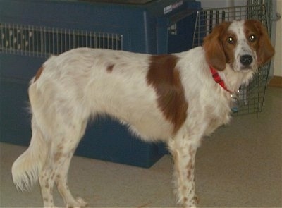 A white with red Irish Setter is standing next to a blue carrying case on a tan tiled floor.