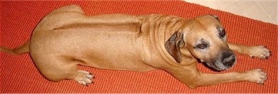 Top down view of a Rhodesian Ridgeback that is laying across an orange mat. You can see the line down the dog's back.
