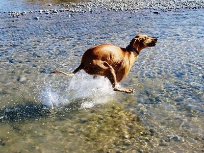 Action shot - The right side of a Rhodesian Ridgeback that is running through a body of water.