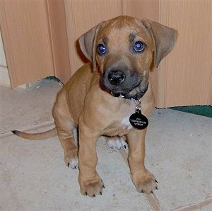Front view - A small brown with white Rhodesian Ridgeback puppy is sitting on a tan tiled floor and it is looking up and to the left.
