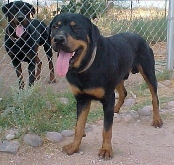 Front side view - A black and tan Roman Rottweiler is standing in dirt and it is looking to the left. It is panting and on the other side of the chain link fence is another Roman Rottweiler that is also panting.