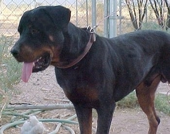 The left side of a black and tan Roman Rottweiler is standing in dirt and it is looking to the left. Its mouth is open and its tongue is out. There is a chain link fence and a green garden hose behind it.