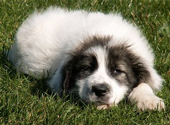 Ada the Bukovina Sheepdog Puppy laying down outside in grass and looking sleepily at the camera holder